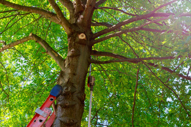 The Steps Involved in Our Tree Care Process in Hebron, NE